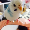 セキセイインコ2羽の里親さん募集してます。 サムネイル3