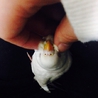 セキセイインコ2羽の里親さん募集してます。 サムネイル5