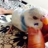 セキセイインコ2羽の里親さん募集してます。 サムネイル6