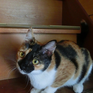 みけちゃん☆女の子☆８ヵ月くらい