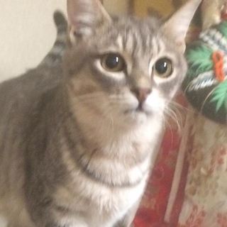生後6ヶ月のさばトラ子猫の里親募集