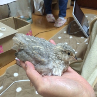 並ウズラ（雄）の里親さん募集します