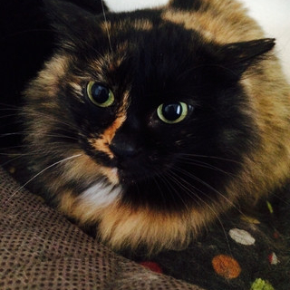 長毛サビ猫さん