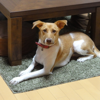 かっこいいMIX犬穏やかで素直なモナちゃん。