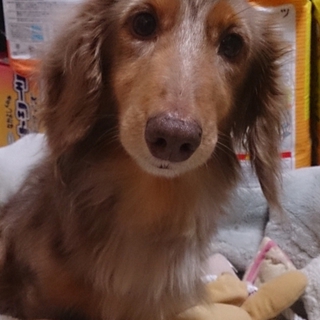 Mダックス  茶々丸くん