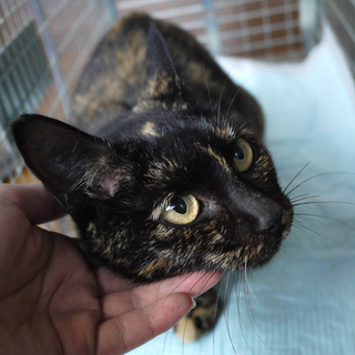 猫エイズ陽性・とっても人懐っこいサビ（メス）