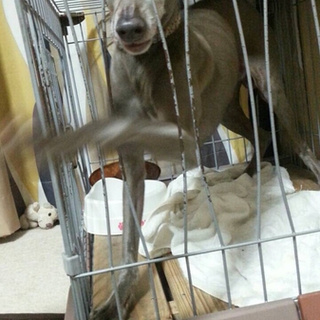 犬！イタリアングレードハウンドの里親