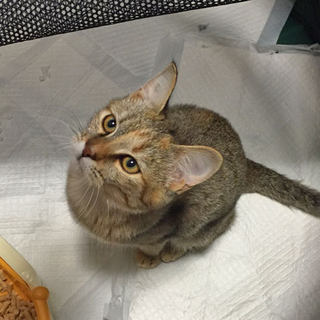 黒茶のトラねこちゃん