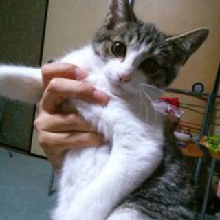ちょっと臆病。でも元気いっぱい！☆カイト