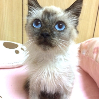 里親さん決まりました！ありがとうございました。
