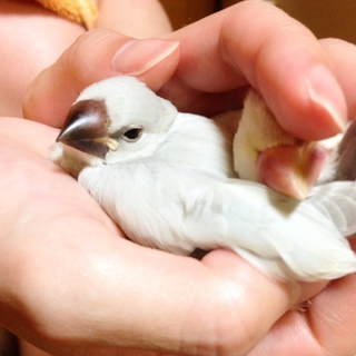 里親様を募集します★手乗りシルバー文鳥の男の子★