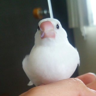 手乗り白文鳥です