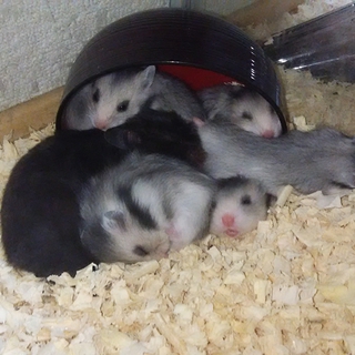 ハムスター里親募集中