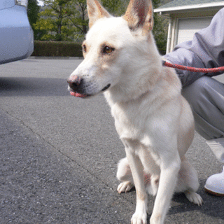 収容犬 モンちゃん　人懐っこいです！　