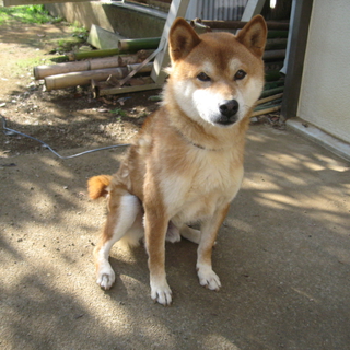 柴犬　血統書有　接種も済んでいます。