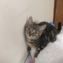 人馴れ抜群の子猫です