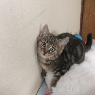 人馴れ抜群の子猫です