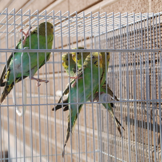 セキセイインコの里親募集