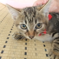 アメショＭＩＸ！　人馴れ抜群の子猫です