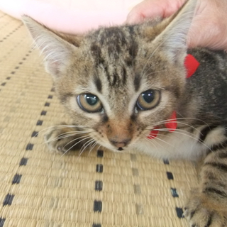 アメショＭＩＸ！　人馴れ抜群の子猫です