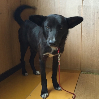 ラブラドールみたいな雑種の成犬です。②