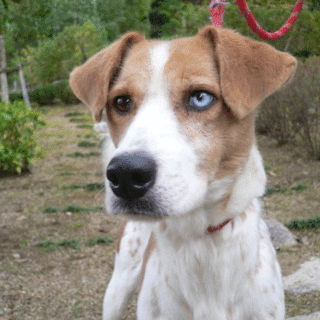 収容犬 アイ　実は、甘えん坊です。　