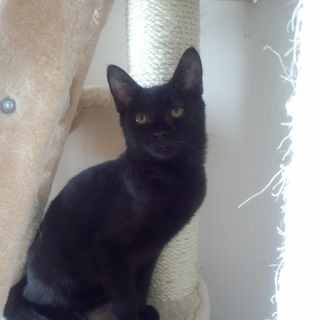 黒猫の男の子♪