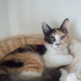 三毛猫のミミちゃんの里親さま募集します。