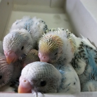 可愛いセキセイインコ雛の里親様決まりました。