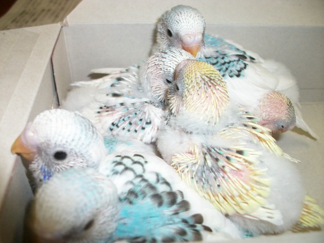 可愛いセキセイインコ雛の 石川県 鳥の里親募集 ペットのおうち 月間利用者150万人