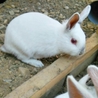 ありがとうございました サムネイル2