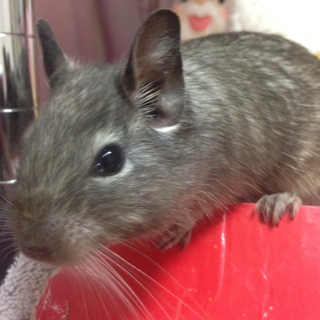 ブルーデグー♂里親さま募集します