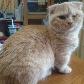 マンチカン短足