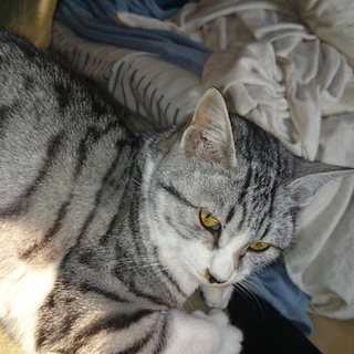 猫の里親募集中