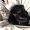 アメショ風・ロイズちゃん サムネイル7