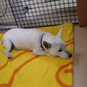 白いテリアミックスのワンちゃんの里親様募集 サムネイル3