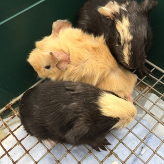 モルモット 赤ちゃん 里親様募集
