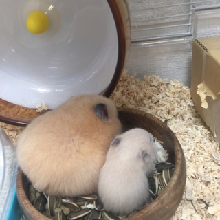 キンクマハムスター生後1ヶ月