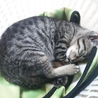 里親さん募集しています サムネイル2