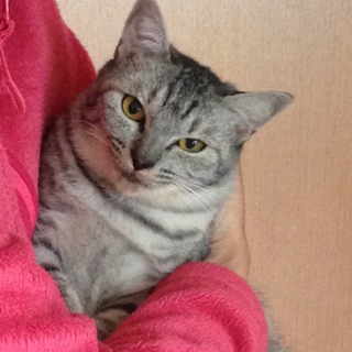 多頭飼育崩壊から親子レスキュー