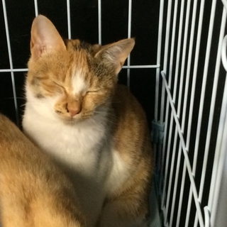 可愛い三毛猫ちゃんの里親さんを募中です