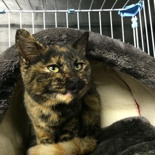 ♡ゴロゴロなサビ猫ちゃん♡