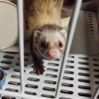 飼育に自信のある方お願いします。