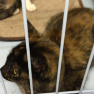 ゴロゴロのサビ猫ちゃんの里親さん募集中