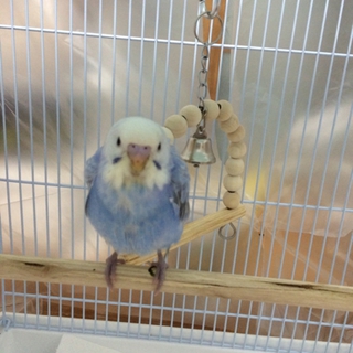 奈良県 セキセイインコ