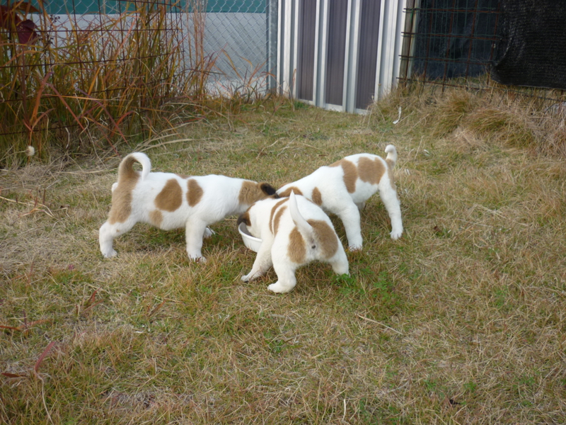 ブサカワ３姉妹キャンディ 広島県 犬の里親募集 ペットのおうち 月間利用者150万人