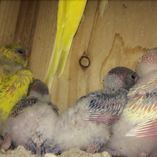 セキセイインコのヒナ