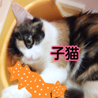 半長毛ミケ親子♀の里親さん募集中！