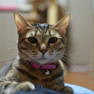 ☆けいちゃん家族募集中☆