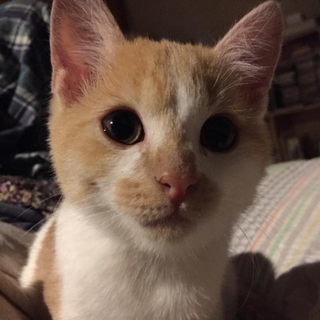 保護猫です。